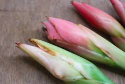 Manfaat Kecombrang untuk Kesehatan, Termasuk Menetralkan Asam Lambung