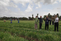 Dapat Pujian, Produktivitas Bawang Merah di Bantul Melebihi Rata-Rata Nasional
