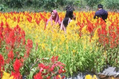 Harga BBM Naik, Siap-Siap! Ongkos Perjalanan Wisata Bakal Ikut Naik