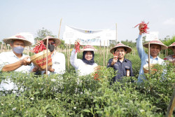 Bagini Cara Sleman Usir Hama di Tanaman Hortikultura, Tapi Tetap Aman dan Sehat bagi Alam
