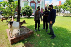 Setelah Beraksi di 18 Lokasi, Maling Spesialis Kambing Dicokok Polisi