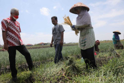 Ganjar Berhasil Temukan Alasan Harga Bawang Merah Mahal