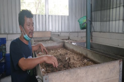 Kelompok Warga di Jogja Ini Sukses Kelola Sampah Organik lewat Metode Kandang Maggot