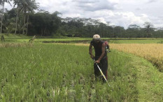 Siapkan Rp100 Triliun untuk Serap Hasil Panen, Zulhas: Bulog Jangan cuma Berpikir Komersial