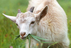 Belasan Kambing Warga Girimulyo Gunungkidul Mati Diserang Hewan Liar