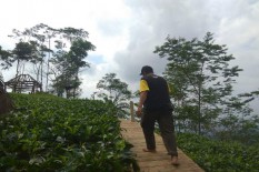 Setelah Salak dan Kopi, Teh Dlingo Jadi Komoditas Unggulan DIY