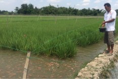 Program Minapadi Dikembangkan di 3 Kapanewon