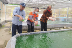 Solusi Bangun Indonesia Membudidayakan Mikroalga