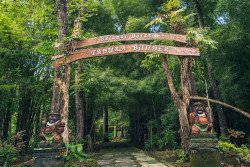 Pengin Menikmati Sejuknya Aroma Hutan Asri di DIY? Ini Spot Rekomendasinya