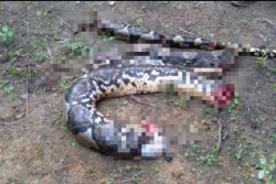 Tragis! Perempuan di Jambi Ditelan Ular Piton