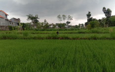 Ada Ratusan Petani Milenial di Bantul, Ternyata Ini yang Jadi Kendala bagi Mereka