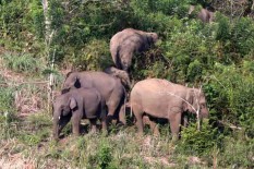 Seorang Pria Tewas Setelah Diamuk Gajah Liar