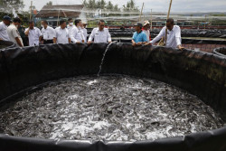 Bantul Kekurangan Stok Lele, Bupati: Ini Peluang Bisnis!
