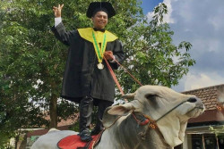 Wisuda Naik Sapi, Mahasiswa Ini Viral di Media Sosial