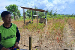 Tanaman Diserang Patek dan Jamur, Petani Cabai di Srigading Merugi hingga Rp5 Miliar
