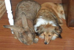 Flemish Giant, Kelinci Terbesar di Dunia yang Seukuran Anjing