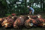 OPINI: Menyoal Penyediaan Bioetanol dari Tetes Tebu
