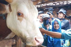 Gunungkidul Siapkan 3.000 Dosis Vaksinasi PMK per Pekan, Pemkab: Masih Banyak yang Menolak