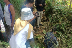 Gempar Penampakan Macan Loreng di Wonosari, BKSDA Temukan Jejak Kucing Hutan