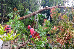 Hujan Angin di Sleman Tumbangkan Puluhan Pohon