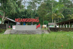 Hanya Rp20.000, Bisa Keliling Desa Wisata Nganggring Sambil Minum Susu Kambing