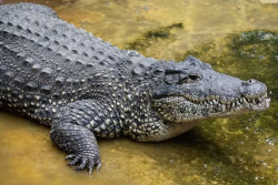 Nahas, Buaya Terancam Punah Ini Mati Usai Gigit Stopkontak Listrik