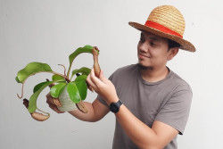 Dokter Jogja Ini Budidayakan Tanaman Karnivora, Bukti Kecintaan Berbuah Laba