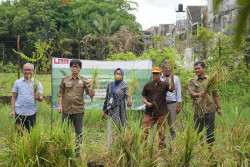 Gandeng Jerman, UMY Kembangkan Teknologi Penanaman Padi Terapung