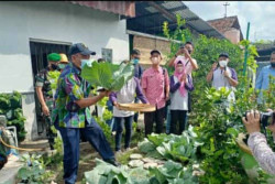 Kota Jogja Targetkan Ada 124 Kampung Sayur di 2023