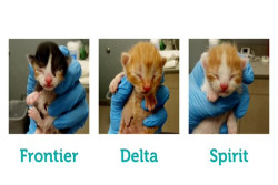 Mau Terbang Gratis? Maskapai Ini Beri Voucher dengan Syarat Adopsi Anak Kucing