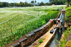 Cegah Pipit Masuk, Petani Gua Pindul Pasang Jaring di Persawahan