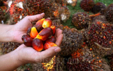 Gegara Kebijakan Indonesia, Harga CPO di 2023 Diperkirakan Naik