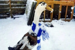 Kocak, Bebek yang Suka Ikuti Anak Sekolah Ini Punya Banyak Penggemar