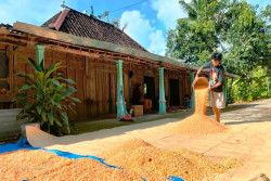 Panen Jagung, Petani Gunungkidul Berharap Harga Tidak Anjlok