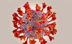 Waspada! Virus Corona Varian Kraken, Diduga Paling Menular