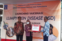 Sapi Positif LSD di Sleman Bertambah Jadi Lima Ekor, Pemkab Luncurkan Vaksin