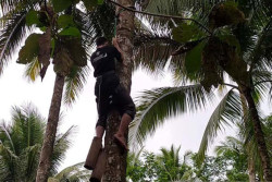 Pembayaran Premi BPJS Penderes Kelapa Dibayarkan Mulai Januari