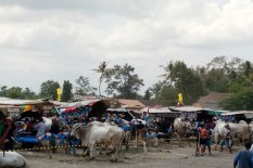 Delegasi ATF di Sleman Akan Diajak Naik Gerobak Sapi hingga Kunjungi Konservasi Burung Hantu