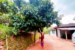 Tak Hanya Durian, Patuk Gunungkidul Juga Kaya Aneka Buah