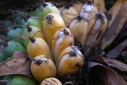 6 Buah yang Terancam Punah di Dunia, Ada Kopi Tanpa Kafein