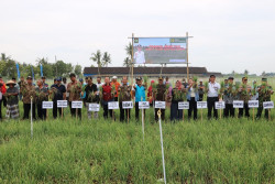 Musim Panen, Miliaran Rupiah Berputar di Petani Bawang Merah Kulonprogo
