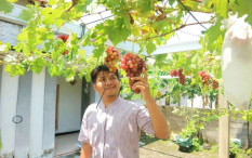 Jajal Sensasi Petik Buah Sendiri di 4 Destinasi Jogja Ini, Puas Lur!