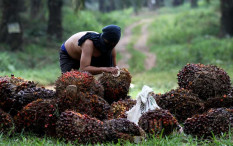 OPINI: Perkembangan Petani Sawit Berkelanjutan