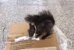 Bukan Anjing Pelacak, Kantor Polisi Ini Pakai Tupai untuk Deteksi Narkoba