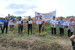 Hasil Panen Jagung Organik di Gorontalo Naik 2-5 Kali Lipat