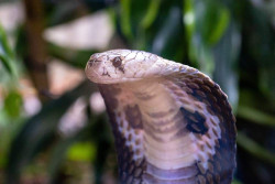 Ketua Sioux Indonesia Meninggal setelah Dipatuk King Cobra