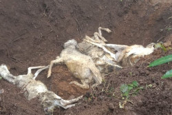 Selain Rusak 3 Rumah, Material Longsor juga Kubur 5 Ekor Kambing