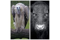 Negara Ini Punya Tradisi Kontroversial, Ada Festival Pertempuran Burung Kondor dan Banteng