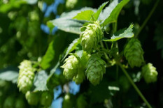 Mengenal Hop, Sayuran Seharga Rp16,2 Juta per Kilogram