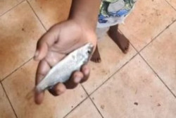 Kota Kecil di Australia Ini Sering Hujan Ikan